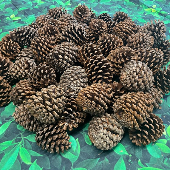 36 Small Pine Cones 