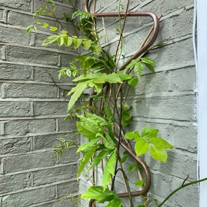 May include: A copper trellis with a green vine growing up it against a light gray brick wall.