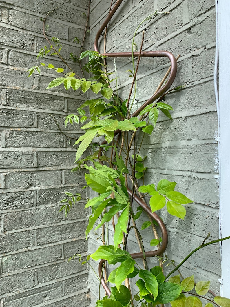 May include: A copper trellis with a green vine growing up it against a light gray brick wall.