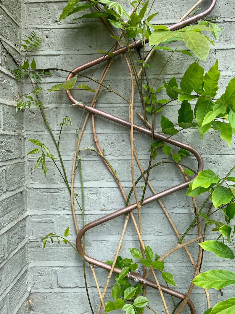 May include: A copper trellis with a vine growing up it. The trellis is made of curved copper pipes and the vine is brown with green leaves.