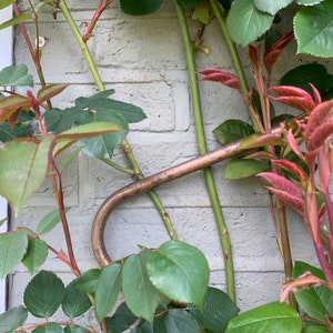 May include: A close-up of a copper-colored metal plant support, shaped like a curved hook, against a white brick wall. The support is surrounded by green and red leaves of a climbing plant.