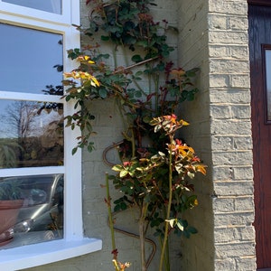 May include: A rose bush with green leaves and red buds growing up a metal trellis attached to a brick wall. The trellis is shaped like a series of S curves.