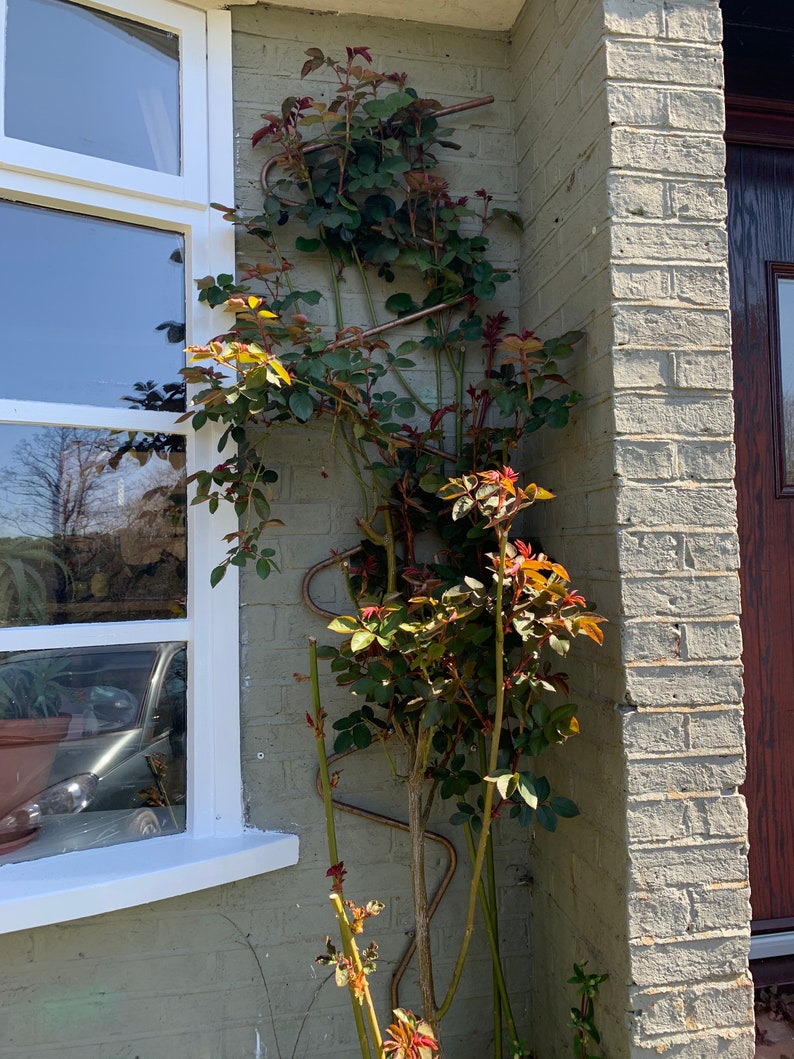 May include: A rose bush with green leaves and red buds growing up a metal trellis attached to a brick wall. The trellis is shaped like a series of S curves.