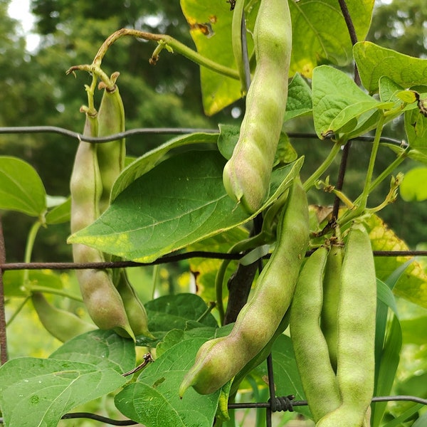 Chinese Greasy Bean Seeds 东北油豆角 2022 seeds BOGO