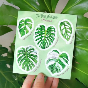 Feuille d'autocollants - Monstera