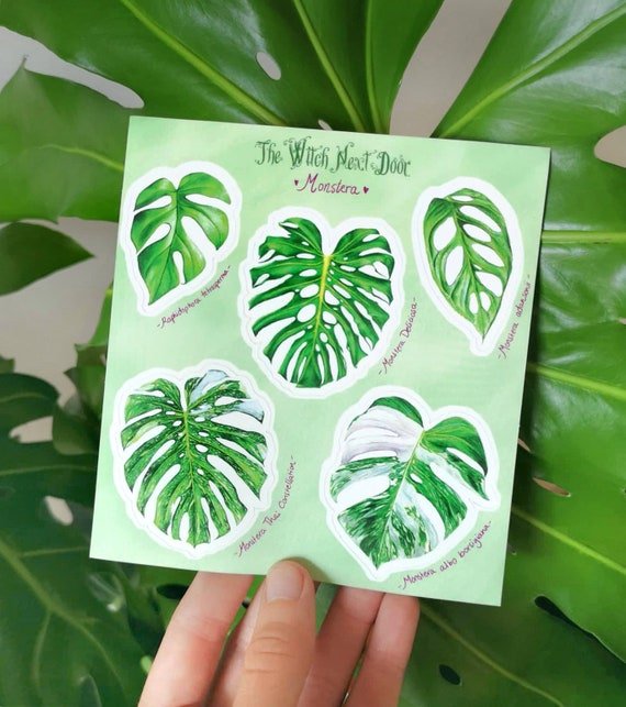 Monstera Sticker Sheet, Bullet journal stickers, Art journal stickers,  vinyl and waterproof, Plant lover gift