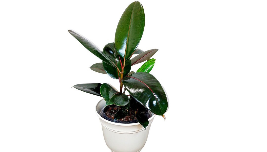 Rubber Plant Robusta Large 10' Pot Etsy