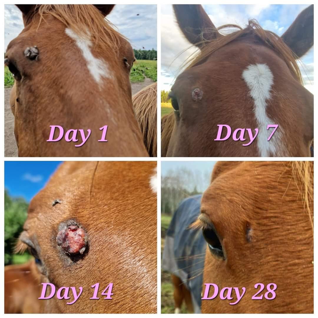 Equine Sarkoid Salve - Etsy