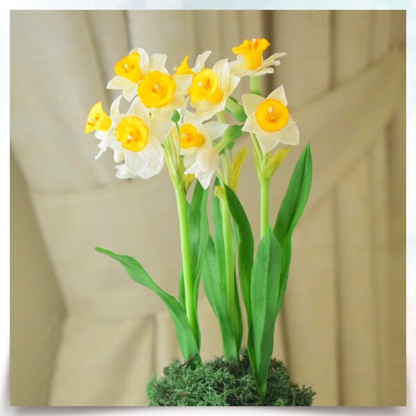 Daffodil Narcissus Etsy