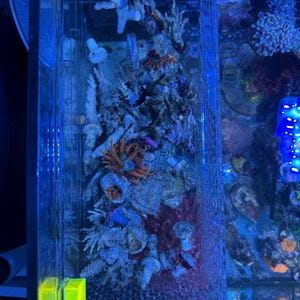 Pu&ograve; includere: Un acquario rettangolare con una variet&agrave; di coralli colorati e vita marina. I coralli presentano una miscela di tonalit&agrave; arancioni, bianche e blu, e la vasca &egrave; illuminata con luci blu e verdi. L'acquario &egrave; racchiuso in un contenitore trasparente e rettangolare.