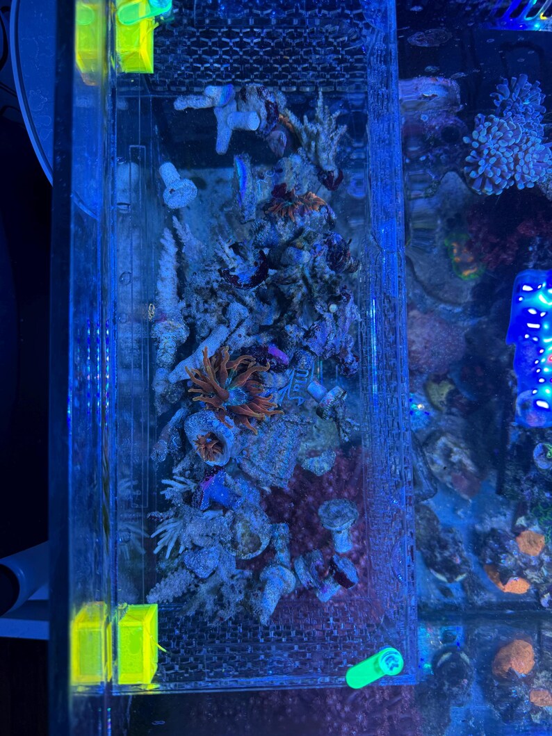 Pu&ograve; includere: Un acquario rettangolare con una variet&agrave; di coralli colorati e vita marina. I coralli presentano una miscela di tonalit&agrave; arancioni, bianche e blu, e la vasca &egrave; illuminata con luci blu e verdi. L'acquario &egrave; racchiuso in un contenitore trasparente e rettangolare.