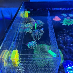 Pu&ograve; includere: Scena di acquario con un contenitore di plastica trasparente contenente diversi coralli colorati. I coralli sono di varie tonalit&agrave; di verde, blu e viola. Il contenitore &egrave; illuminato da luci blu e verdi, creando un vivace ambiente sottomarino.