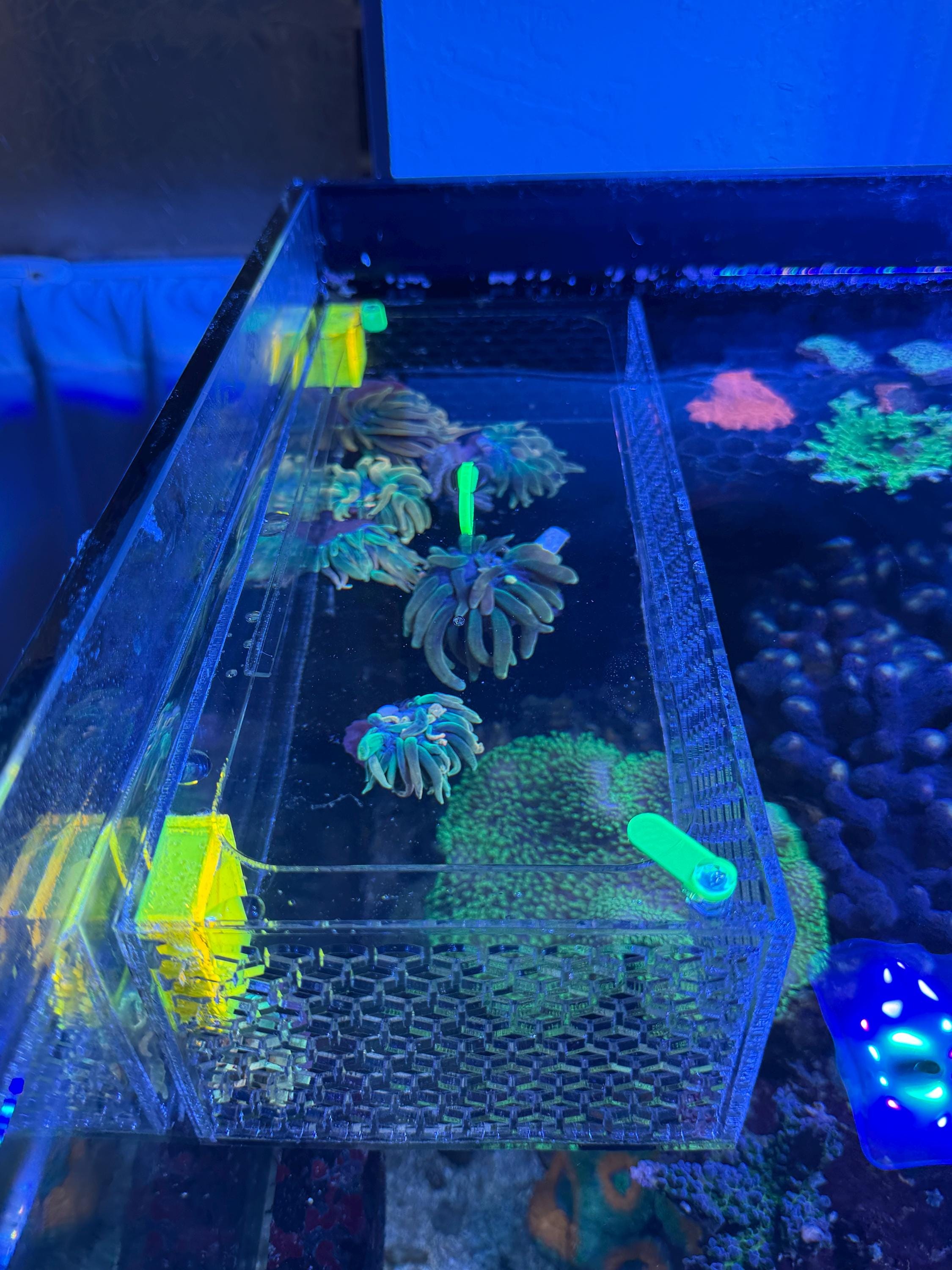 fish acclimation box for sale Magnetic Acrylic Anemone & Mushroom oxygenated water from main aquarium circulates continuously through the breeding box with the use of an air pump (sold separately) Foldable Fish Acclimation Box -