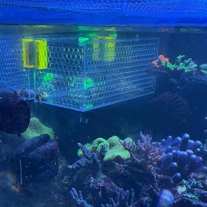 Pu&ograve; includere: Un acquario rettangolare trasparente con un contenitore trasparente a nido d'ape sospeso all'interno. Il contenitore contiene due oggetti cilindrici gialli. L'acquario presenta coralli colorati e altra vita acquatica.