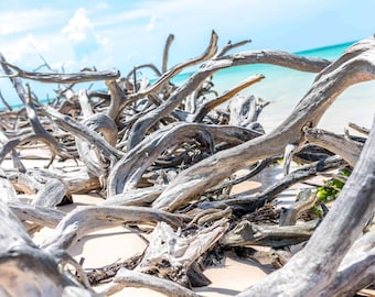 DRIFTWOOD-- ATLANTIC CANADA