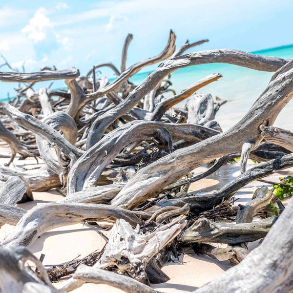 DRIFTWOOD-- ATLANTIC CANADA