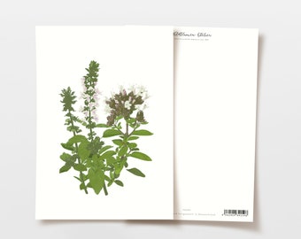 Postkarte Blumen Basilikum Oregano, handgezeichnete botanische Zeichnung, Geburtstag Karte, Hochzeit Karte, Danke Karte, FSC Papier