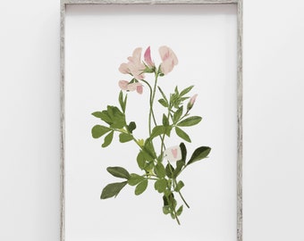 ART PRINT Pink wild clover bouquet with heart / hand-drawn illustration on Hahnemühle paper, 100% cotton