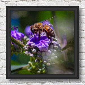 Honeybee Canvas Print | Nature Art | Home Decor | Fine Art | Botanical