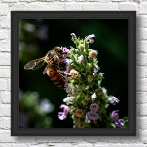 Honeybee Canvas Print | Nature Art | Home Decor | Fine Art | Botanical