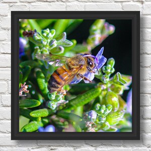Nature Photography Honeybee Canvas Wall Art, Floral Home Decor, Elegant Bee Print for Living Room & Office Wall Decoration