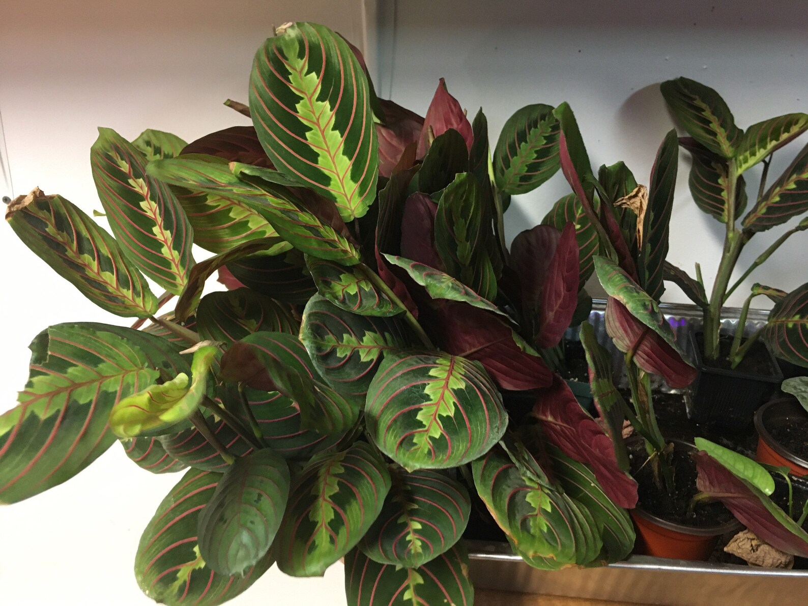 LIVE Red Maranta prayer plant evergreen indoor vine houseplant Etsy