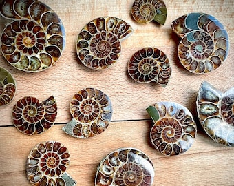 Ammonite Fossilien