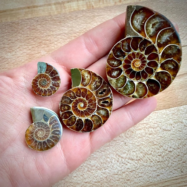 Ammonite Fossils - A Quality