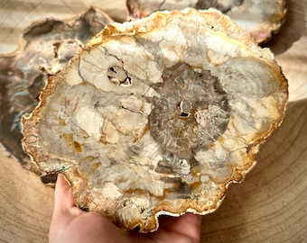 XL Natural Petrified Wood Slices