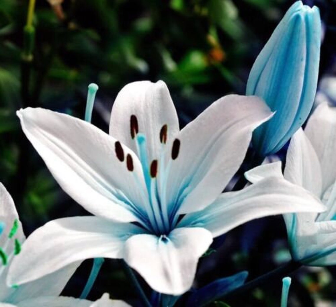 Blaue Lilie Pflanze Samen Topf Bonsai Lilium Blume Parfüm Etsy