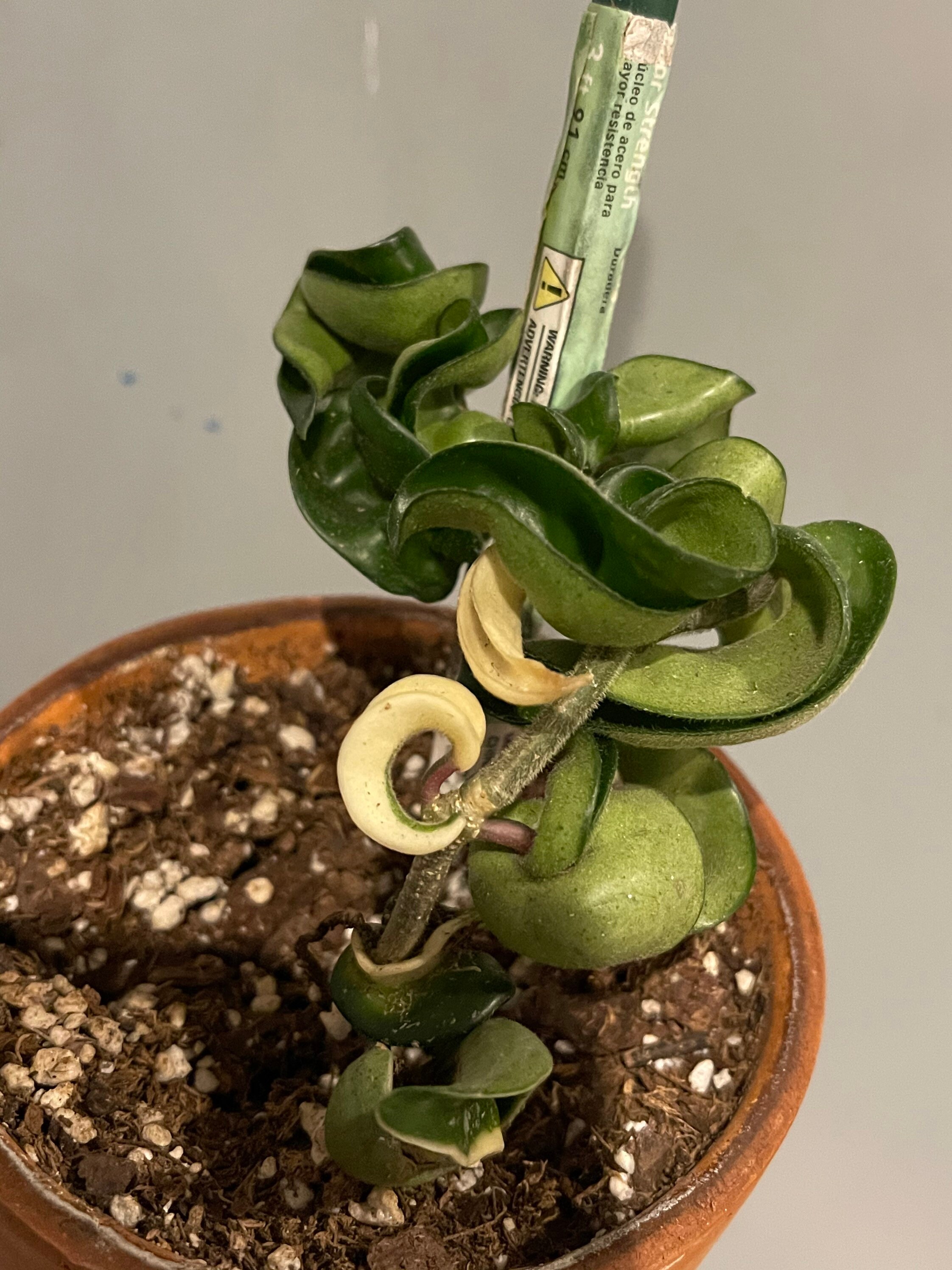 Hoya Variegated Hindu rope Etsy