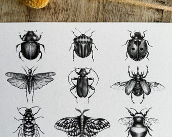 Entomology Collection