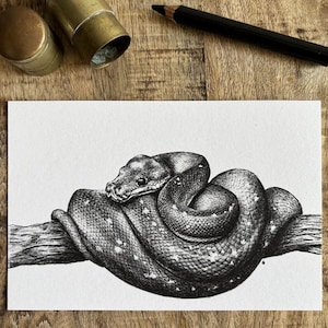 May include: A black and white pen and ink drawing of a snake coiled around a branch.