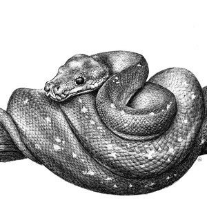 Puede incluir: Un dibujo a l&aacute;piz en blanco y negro de una serpiente enroscada alrededor de una rama. La serpiente tiene un patr&oacute;n moteado y est&aacute; enroscada en una pose relajada.