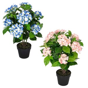 May include: Two potted artificial hydrangea plants, one with blue flowers and one with pink flowers.