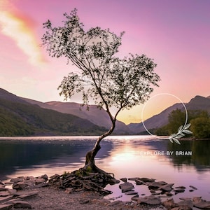 Lonely Tree, Llyn Padarn, Wales: Sunrise Landscape over Water [digital download]