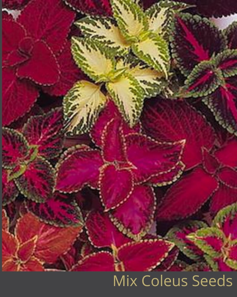 10 Seeds Coleus/ Flower Packet House Plants Etsy