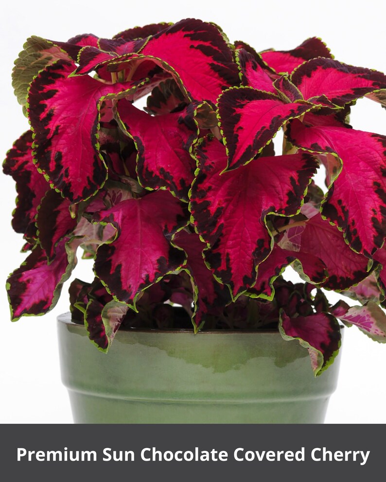 10 Seeds Coleus/ Flower Packet House Plants Etsy