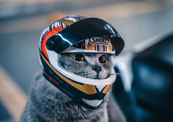 Chien drôle avec un casque images libres de droit, photos de Chien drôle  avec un casque