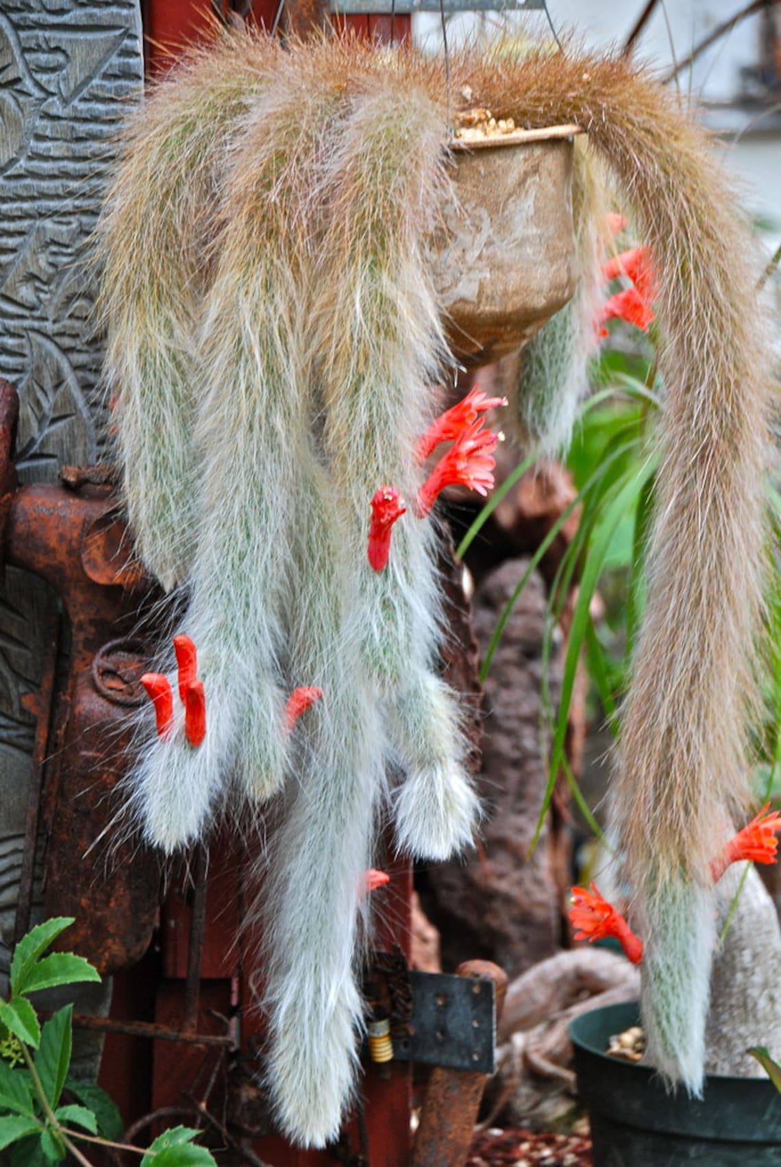 Monkey Tail Cactus Flower Plants Garden Planting 25 Seeds Etsy