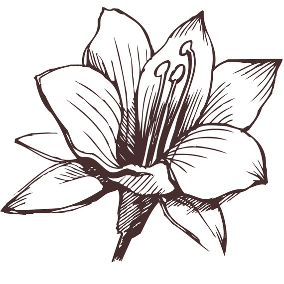 Plant Coloring Pages Floral Coloring Page Digital Coloring | Etsy