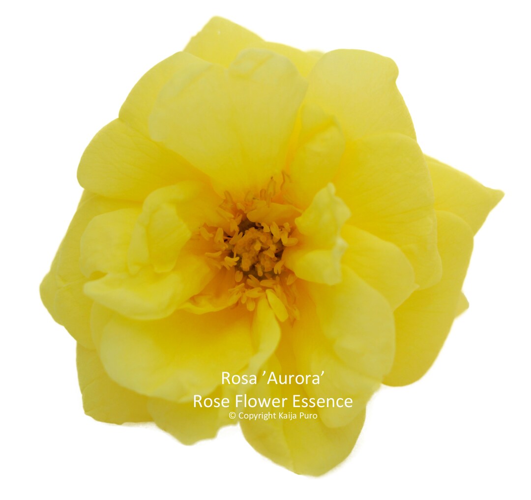 Rose Flower Essence 'aurora' 0.5oz/15 Ml Joy Rose Etsy