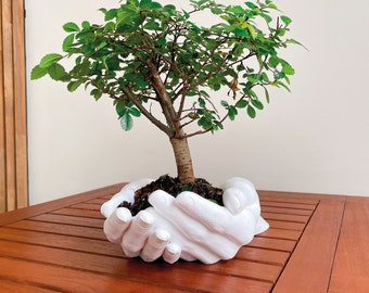 Maceta única - contenedor para plantas - llamativo - sostenga el árbol en sus manos - maceta como manos - accesorios para el hogar