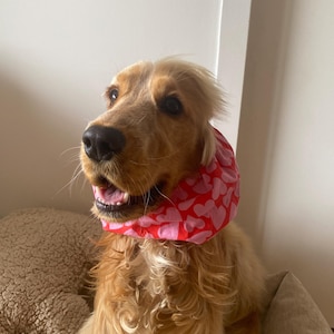 Puede incluir: Un perro de color dorado con un pañuelo rojo y rosa con estampado de corazones. El perro mira hacia un lado con la boca ligeramente abierta. El perro está sentado en un cojín beige con un peluche en el fondo.