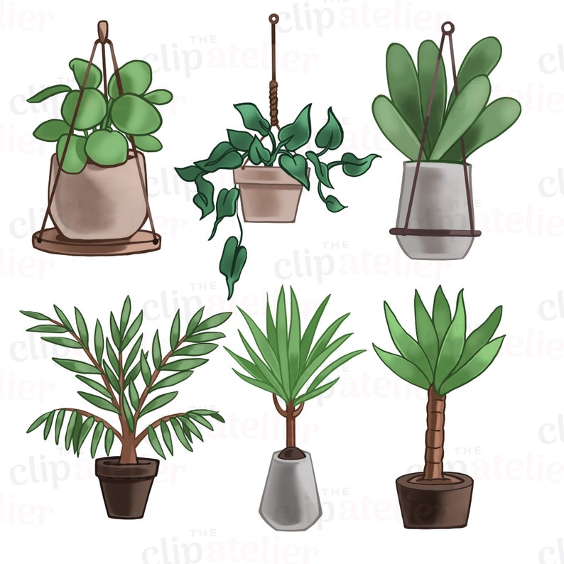 May include: Six potted plants in various styles and colors.  The plants are in different pots, some hanging, some on the ground.  The plants are all green and leafy.
