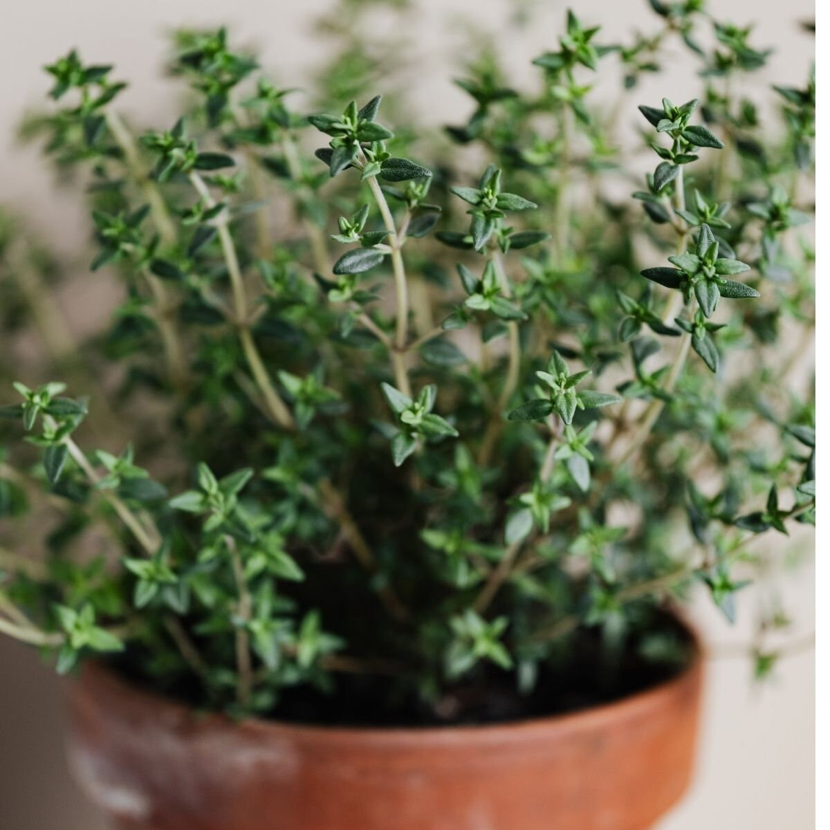 Thyme Common English Thyme 1000 Seeds Etsy