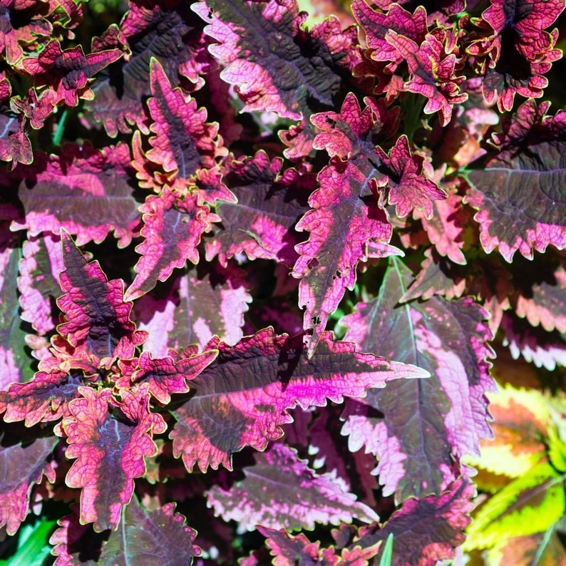 High-Quality Black Dragon Coleus Picture for Your Screen High-Quality Black Dragon Coleus Picture for Your Screen