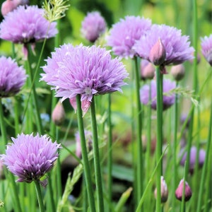 Chives - Allium Schoenoprasum - 150 Seeds