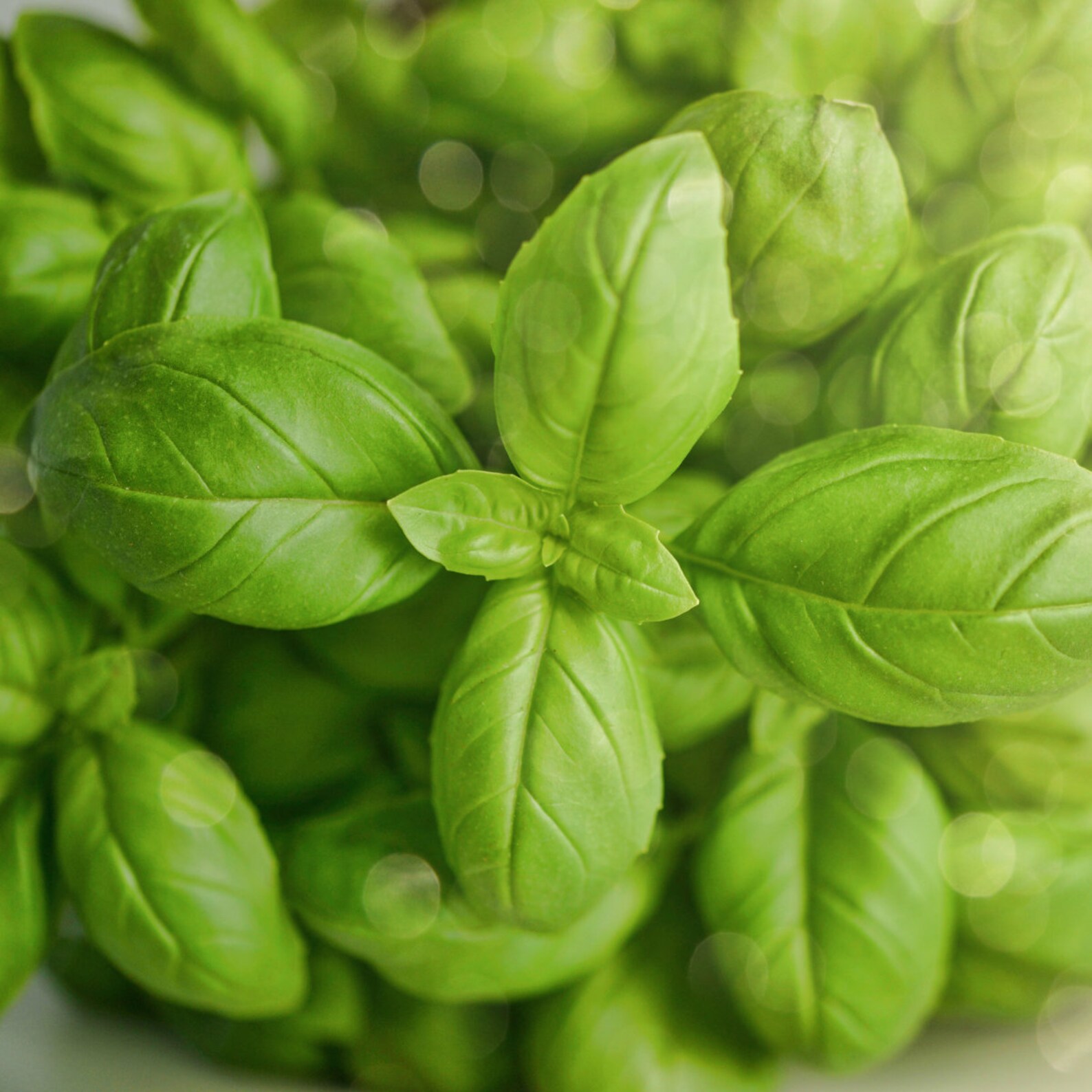 Basil Sweet Basil 'true Italian Basil' Grow Your Etsy UK