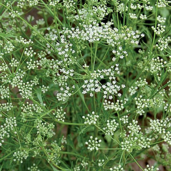 Anise - Pimpinella Anisum - Aniseed - 300 Seeds